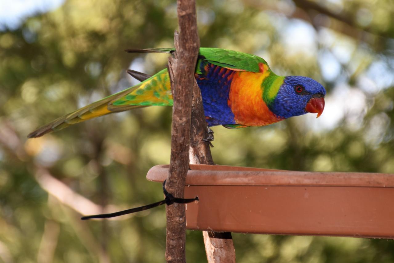 Отель Mt Larcom Tourist Park Mount Larcom Экстерьер фото